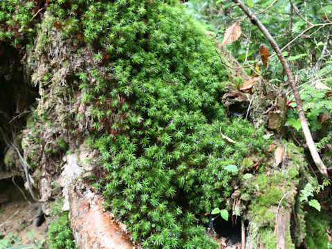 Pogonatum contortum