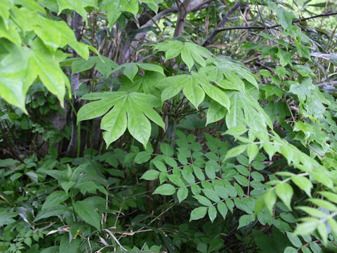 Eleutherococcus sciadophylloides