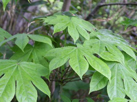 Eleutherococcus sciadophylloides