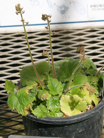 Mitella koshiensis