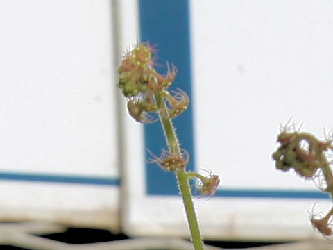 Mitella koshiensis
