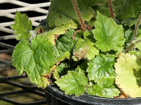 Mitella koshiensis