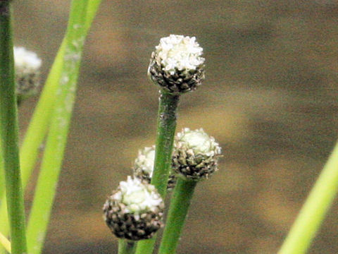 Eriocaulon heleocharioides