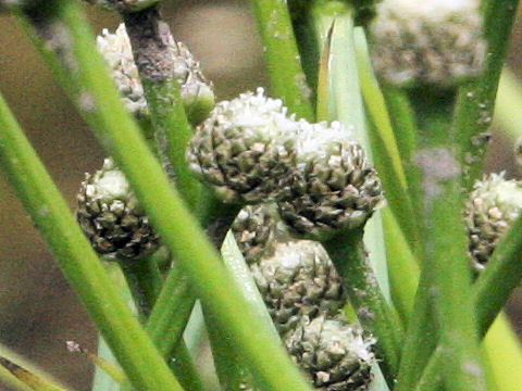 Eriocaulon heleocharioides