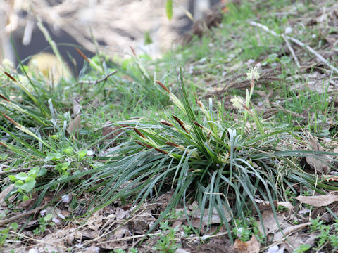 Carex stenostachys var. ikegamiana