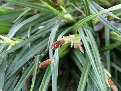 Carex stenostachys var. ikegamiana