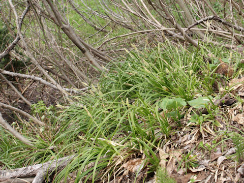 Carex stenostachys var. ikegamiana