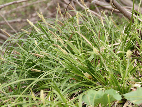 Carex stenostachys var. ikegamiana