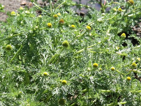 Matricaria matricarioides