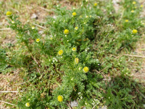 Matricaria matricarioides