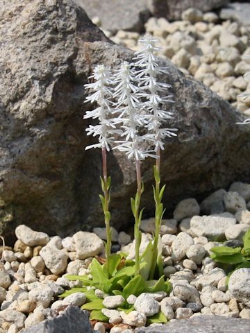 Chionographis japonica ssp. yakusimensis var. koshikiensis