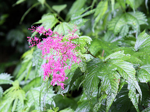 Filipendula purpurea var. auriculata