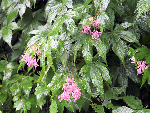 Filipendula purpurea var. auriculata