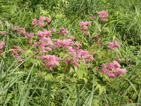 Filipendula purpurea var. auriculata