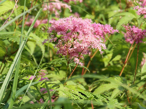 Filipendula purpurea var. auriculata