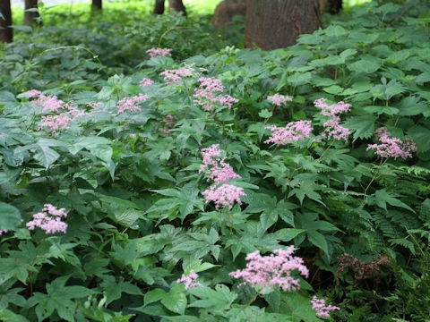 Filipendula purpurea var. auriculata