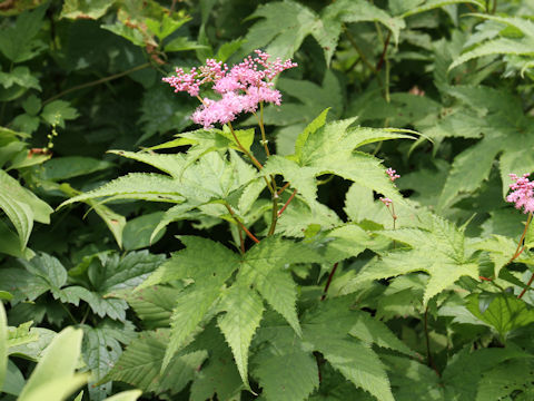 Filipendula purpurea var. auriculata