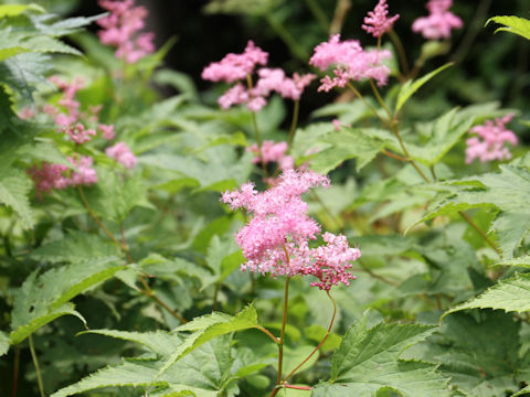 Filipendula purpurea var. auriculata