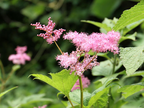 Filipendula purpurea var. auriculata