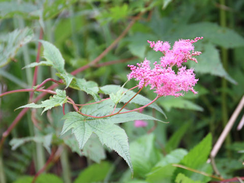 Filipendula purpurea var. auriculata