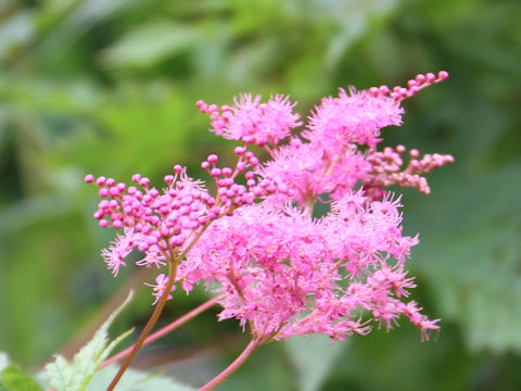 Filipendula purpurea var. auriculata