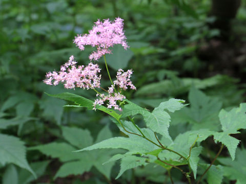 Filipendula purpurea var. auriculata