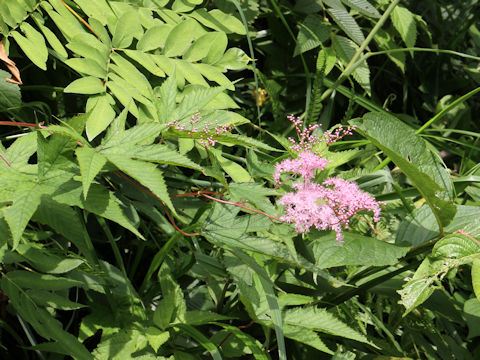 Filipendula purpurea var. auriculata