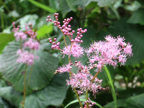 Filipendula purpurea var. auriculata