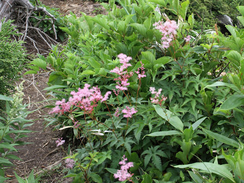 Filipendula purpurea var. auriculata