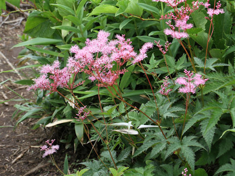 Filipendula purpurea var. auriculata