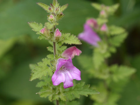 Phtheirospermum japonicum