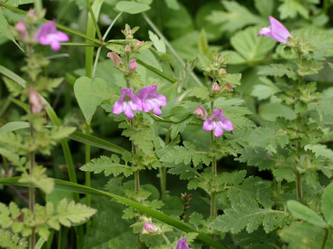 Phtheirospermum japonicum