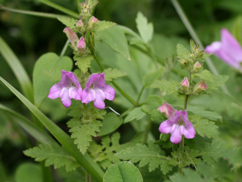 Phtheirospermum japonicum