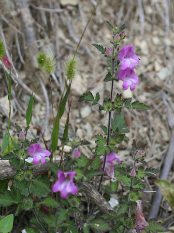 Phtheirospermum japonicum