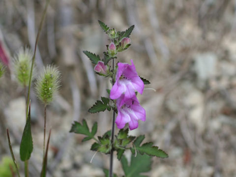 Phtheirospermum japonicum