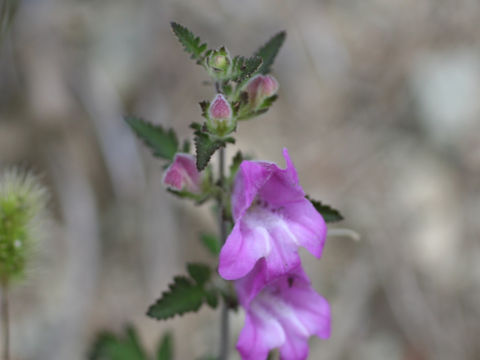 Phtheirospermum japonicum