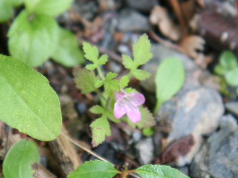 Phtheirospermum japonicum