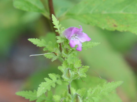 Phtheirospermum japonicum