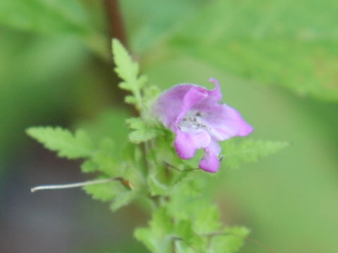 Phtheirospermum japonicum