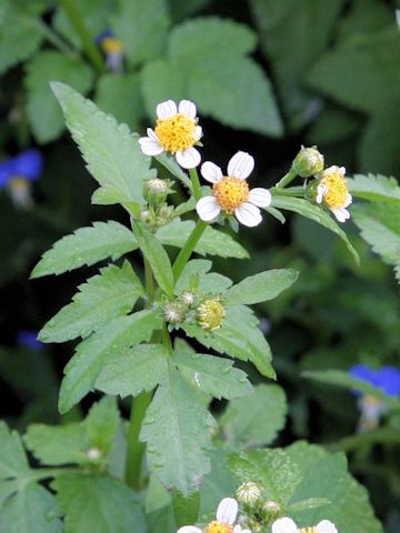 Bidens pilosa var. minor