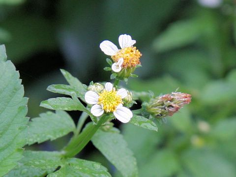 Bidens pilosa var. minor