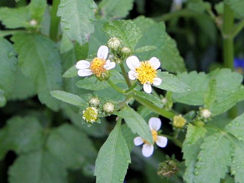 Bidens pilosa var. minor