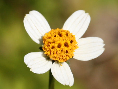 Bidens pilosa var. minor