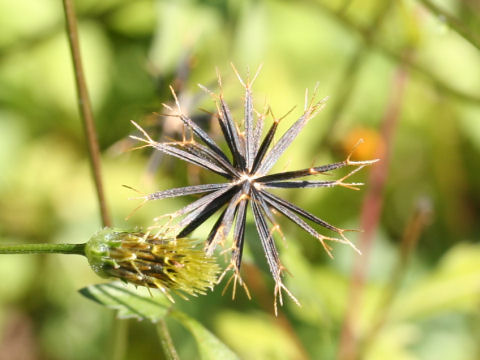 Bidens pilosa var. minor