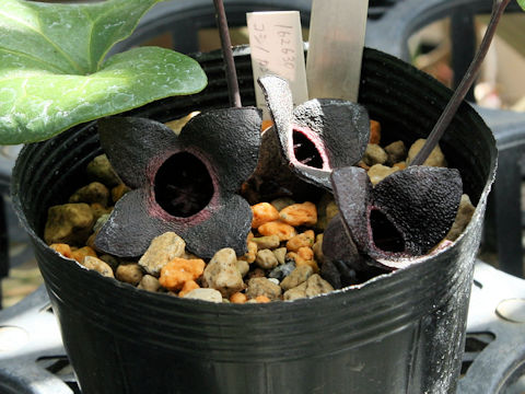 Asarum megacalyx