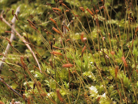 Pogonatum inflexum