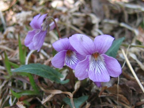 Viola japonica