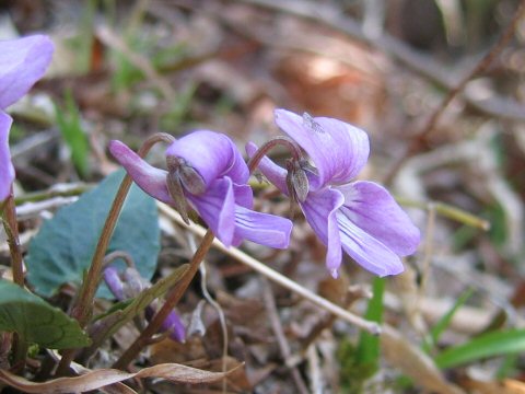 Viola japonica