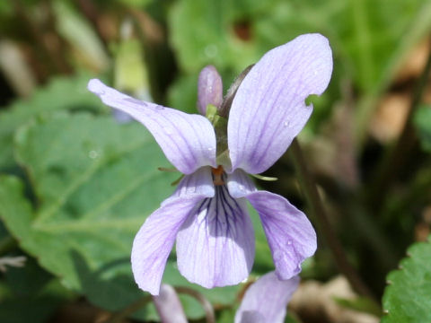 Viola japonica