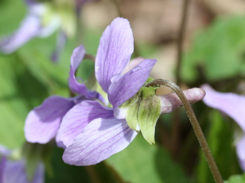 Viola japonica